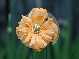 Icelandic Poppy Or Papaver Nudicaule In Bloom