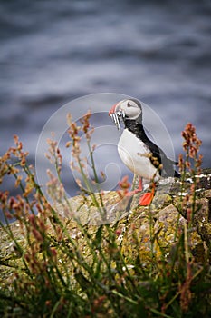 Icelandic Puffin