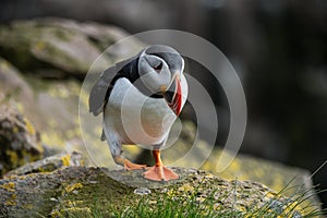 Icelandic Puffin looking over ocean