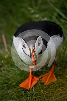 Icelandic Puffin looking over ocean