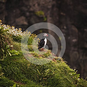 Icelandic puffins at remote islands in Iceland, summer, 2015