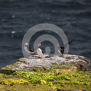 Icelandic puffins at remote islands in Iceland, summer, 2015