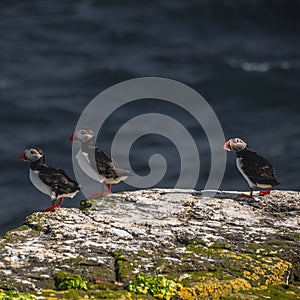 Icelandic puffins at remote islands in Iceland, summer, 2015