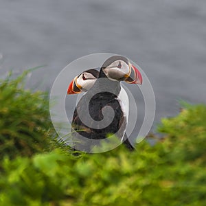 Icelandic puffins at remote islands in Iceland, summer, 2015