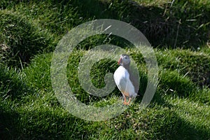 Icelandic Puffins of Vestmannaeyjar