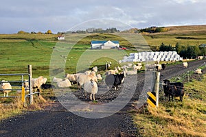 Icelandic Sheep