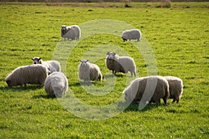 Icelandic Sheep