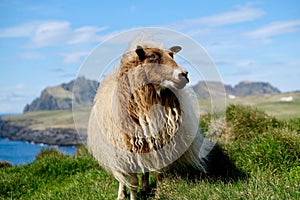 Icelandic sheep