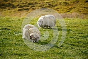 Icelandic sheep animal on green grass in Iceland