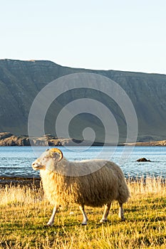 Icelandic sheep at the bay