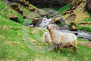 The Icelandic sheep. Fantastic views waterfall in the national park