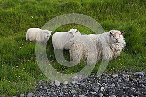 Icelandic sheep graze