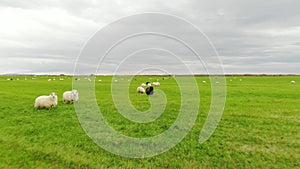 Icelandic sheep graze in a green meadow, aerial view