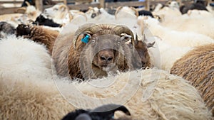 Icelandic Sheep Graze in the Mountain Meadow, Group of Domestic Animal in Pure and Clear Nature. Beautiful Icelandic