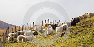 Icelandic Sheep Graze in the Mountain Meadow, Group of Domestic Animal in Pure and Clear Nature. Beautiful Icelandic