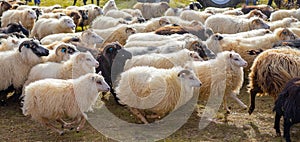 Icelandic Sheep Graze in the Mountain Meadow, Group of Domestic Animal in Pure and Clear Nature. Beautiful Icelandic