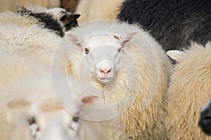 Icelandic Sheep Graze in the Mountain Meadow, Group of Domestic Animal in Pure and Clear Nature. Beautiful Icelandic