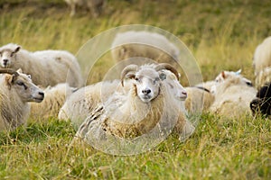 Icelandic Sheep Graze in the Mountain Meadow, Group of Domestic Animal in Pure and Clear Nature. Beautiful Icelandic