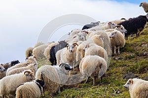 Icelandic Sheep Graze in the Mountain Meadow, Group of Domestic Animal in Pure and Clear Nature. Beautiful Icelandic