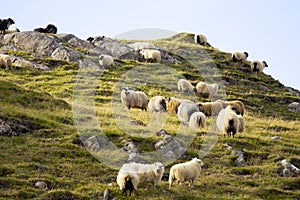 Icelandic Sheep Graze in the Mountain Meadow, Group of Domestic Animal in Pure and Clear Nature. Beautiful Icelandic