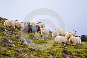 Icelandic Sheep Graze in the Mountain Meadow, Group of Domestic Animal in Pure and Clear Nature. Beautiful Icelandic