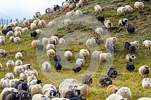 Icelandic Sheep Graze in the Mountain Meadow, Group of Domestic Animal in Pure and Clear Nature. Beautiful Icelandic