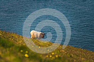 Icelandic sheep grazing