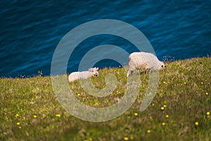 Icelandic sheep grazing