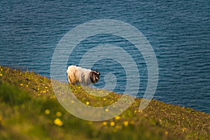 Icelandic sheep grazing