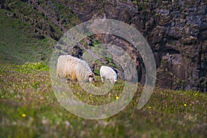 Icelandic sheep grazing photo