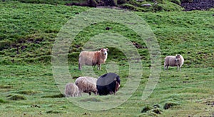 Icelandic sheep grazing