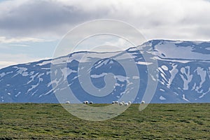 Icelandic sheep grazing in front of high mountains.