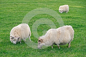 Icelandic sheep grazing on a green pasture
