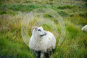 Icelandic Sheep Grazing in green pastures grass near road and highway of Ringroad Circuit Iceland photo