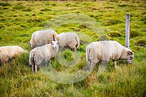 Icelandic Sheep Grazing in green pastures grass near road and highway of Ringroad Circuit Iceland photo