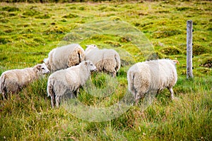 Icelandic Sheep Grazing in green pastures grass near road and highway of Ringroad Circuit Iceland photo