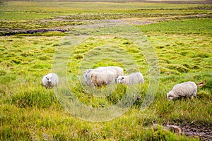 Icelandic Sheep Grazing in green pastures grass near road and highway of Ringroad Circuit Iceland photo