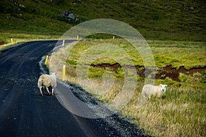 Icelandic Sheep Grazing in green pastures grass near road and highway of Ringroad Circuit Iceland photo