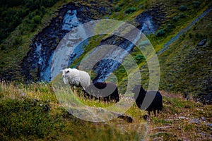 Icelandic Sheep Grazing in green pastures grass near road and highway of Ringroad Circuit Iceland photo