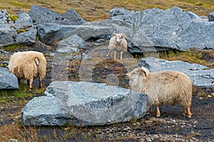 Icelandic sheep grazing among rocks