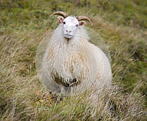Icelandic Sheep - Iceland