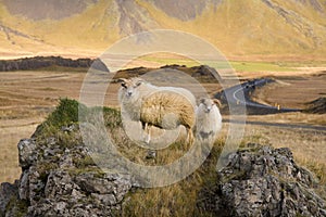 Icelandic Sheep - Iceland photo