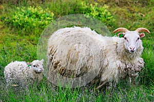 Icelandic sheep and lamb grazing in a field