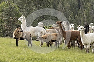 Icelandic sheep leads the alpacas
