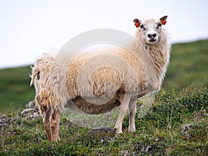 Icelandic sheep looking to the camera on the green grass