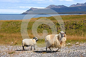 Icelandic sheep in Olafsvik, Iceland