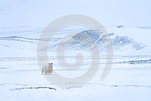 Icelandic Sheep in Snow