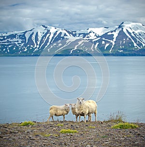 Icelandic sheep photo