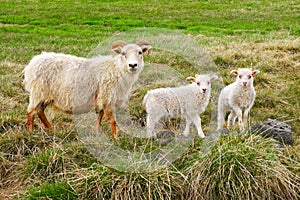 Icelandic Sheep and two Lambs