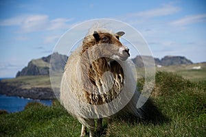 Icelandic Sheep in the Westman Islands